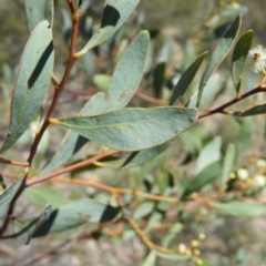 Acacia penninervis var. penninervis at Kambah, ACT - 24 Dec 2018 01:45 PM