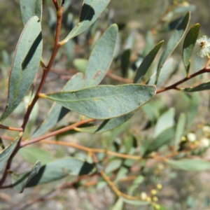 Acacia penninervis var. penninervis at Kambah, ACT - 24 Dec 2018 01:45 PM