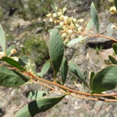 Acacia penninervis var. penninervis at Kambah, ACT - 24 Dec 2018 01:45 PM