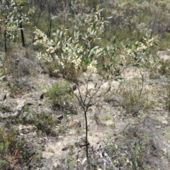 Acacia penninervis var. penninervis at Kambah, ACT - 24 Dec 2018 01:45 PM