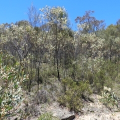 Acacia penninervis var. penninervis at Kambah, ACT - 24 Dec 2018 01:45 PM