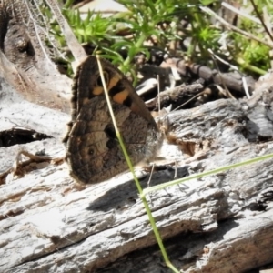 Geitoneura klugii at Cotter River, ACT - 26 Dec 2018