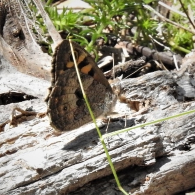 Geitoneura klugii (Marbled Xenica) at Cotter River, ACT - 26 Dec 2018 by JohnBundock