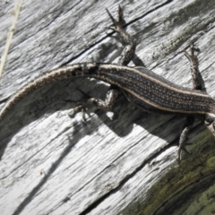 Pseudemoia spenceri (Spencer's Skink) at Cotter River, ACT - 26 Dec 2018 by JohnBundock