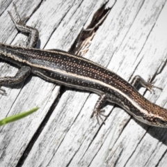 Pseudemoia spenceri at Cotter River, ACT - 26 Dec 2018 10:28 AM