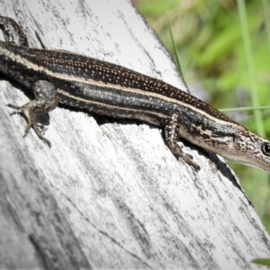 Pseudemoia spenceri at Cotter River, ACT - 26 Dec 2018