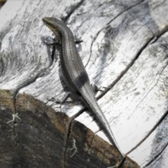 Pseudemoia entrecasteauxii at Cotter River, ACT - 26 Dec 2018 11:59 AM