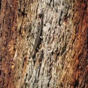 Pseudemoia spenceri at Geehi, NSW - 24 Dec 2018 01:04 PM