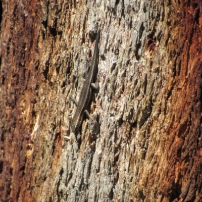 Pseudemoia spenceri (Spencer's Skink) at Kosciuszko National Park - 24 Dec 2018 by KShort