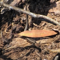 Lampropholis guichenoti (Common Garden Skink) at Geehi, NSW - 24 Dec 2018 by KShort