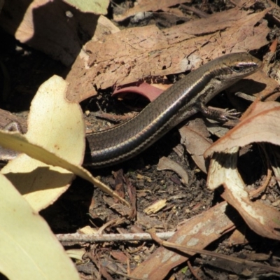 Acritoscincus duperreyi (Eastern Three-lined Skink) at Kosciuszko National Park - 24 Dec 2018 by KShort