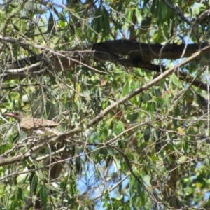 Oriolus sagittatus at Murray Gorge, NSW - 24 Dec 2018