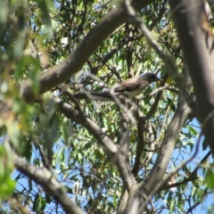 Oriolus sagittatus at Murray Gorge, NSW - 24 Dec 2018 11:25 AM
