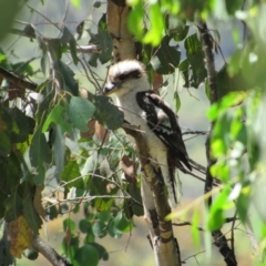 Dacelo novaeguineae (Laughing Kookaburra) at Murray Gorge, NSW - 24 Dec 2018 by KShort