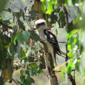 Dacelo novaeguineae at Murray Gorge, NSW - 24 Dec 2018