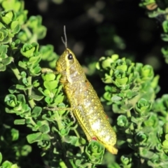 Monistria concinna (Southern Pyrgomorph) at Kosciuszko National Park - 25 Dec 2018 by KShort