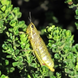 Monistria concinna at Kosciuszko National Park, NSW - 26 Dec 2018