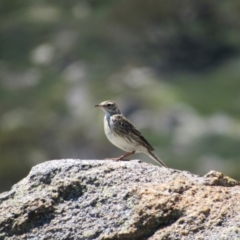 Anthus australis (Australian Pipit) at Kosciuszko National Park - 26 Dec 2018 by KShort