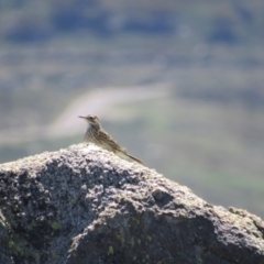 Anthus australis (Australian Pipit) at Kosciuszko National Park - 26 Dec 2018 by KShort