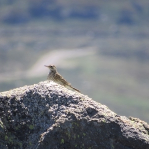 Anthus australis at Kosciuszko National Park, NSW - 26 Dec 2018