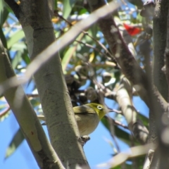 Zosterops lateralis (Silvereye) at Charlotte Pass - Kosciuszko NP - 26 Dec 2018 by KShort