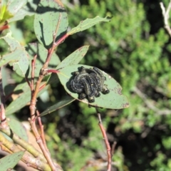 Perginae sp. (subfamily) (Unidentified pergine sawfly) at Charlotte Pass - Kosciuszko NP - 26 Dec 2018 by KShort