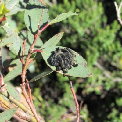 Perginae sp. (subfamily) (Unidentified pergine sawfly) at Kosciuszko National Park - 25 Dec 2018 by KShort