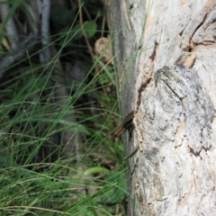 Lampropholis guichenoti (Common Garden Skink) at East Jindabyne, NSW - 26 Dec 2018 by KShort