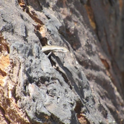 Pseudemoia spenceri (Spencer's Skink) at Kosciuszko National Park, NSW - 26 Dec 2018 by KShort