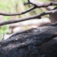 Lampropholis guichenoti (Common Garden Skink) at Kosciuszko National Park - 26 Dec 2018 by KShort