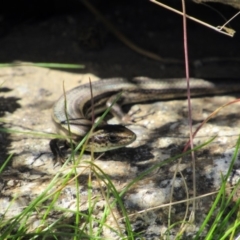 Pseudemoia entrecasteauxii (Woodland Tussock-skink) at Charlotte Pass - Kosciuszko NP - 26 Dec 2018 by KShort