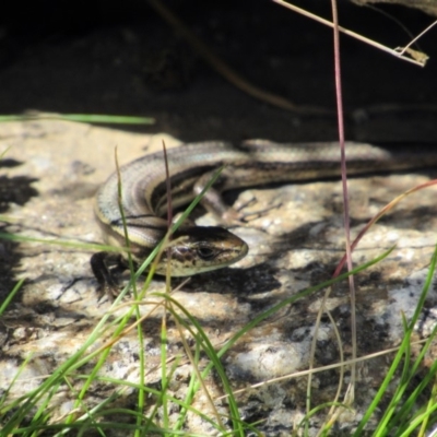 Pseudemoia entrecasteauxii (Woodland Tussock-skink) at Kosciuszko National Park - 25 Dec 2018 by KShort