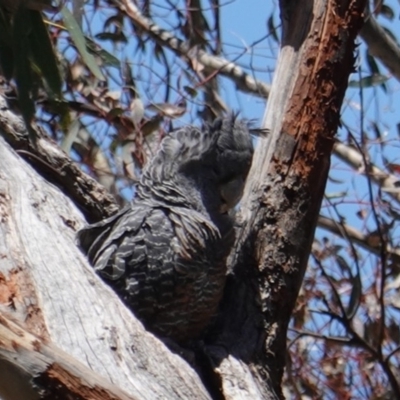 Callocephalon fimbriatum (Gang-gang Cockatoo) at Hughes, ACT - 24 Dec 2018 by JackyF