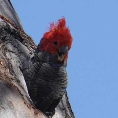 Callocephalon fimbriatum (Gang-gang Cockatoo) at GG169 - 25 Dec 2018 by JackyF