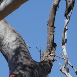 Callocephalon fimbriatum at Deakin, ACT - suppressed