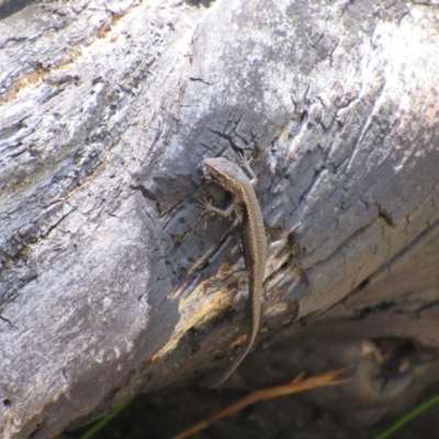 Pseudemoia spenceri (Spencer's Skink) at Kosciuszko National Park, NSW - 26 Dec 2018 by KShort