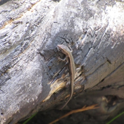 Pseudemoia spenceri (Spencer's Skink) at Kosciuszko National Park - 26 Dec 2018 by KShort