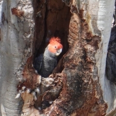 Callocephalon fimbriatum (Gang-gang Cockatoo) at GG146 - 25 Dec 2018 by JackyF