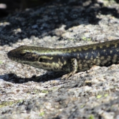 Eulamprus tympanum (Southern Water Skink) at Kosciuszko National Park, NSW - 25 Dec 2018 by KShort