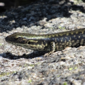 Eulamprus tympanum at Charlotte Pass - Kosciuszko NP - 26 Dec 2018