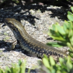 Eulamprus tympanum at Charlotte Pass - Kosciuszko NP - 26 Dec 2018 09:58 AM