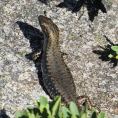 Eulamprus tympanum at Charlotte Pass - Kosciuszko NP - 26 Dec 2018 09:58 AM
