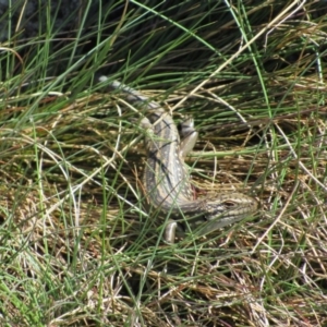 Liopholis guthega at Kosciuszko National Park, NSW - 26 Dec 2018