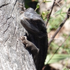 Pogona barbata (Eastern Bearded Dragon) at Red Hill Nature Reserve - 24 Dec 2018 by JackyF