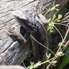 Pogona barbata at Red Hill, ACT - 24 Dec 2018