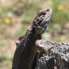 Pogona barbata (Eastern Bearded Dragon) at Red Hill Nature Reserve - 24 Dec 2018 by JackyF