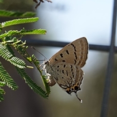 Jalmenus ictinus (Stencilled Hairstreak) at Deakin, ACT - 26 Dec 2018 by JackyF