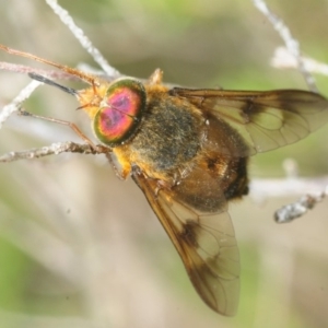 Tabanidae (family) at Jerrawangala, NSW - 23 Dec 2018 03:02 PM