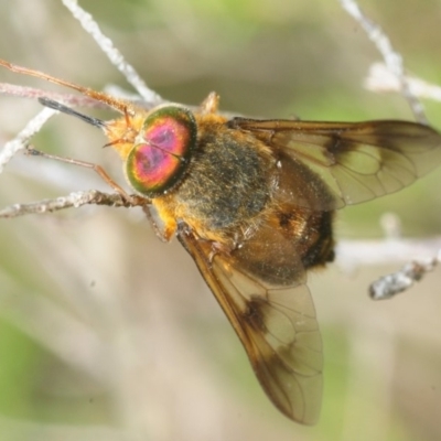 Tabanidae (family) (Unidentified march or horse fly) at Jerrawangala, NSW - 23 Dec 2018 by Harrisi