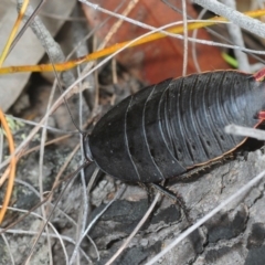 Polyzosteria aenea (Pink-tailed heath cockroach) at Jerrawangala National Park - 23 Dec 2018 by Harrisi